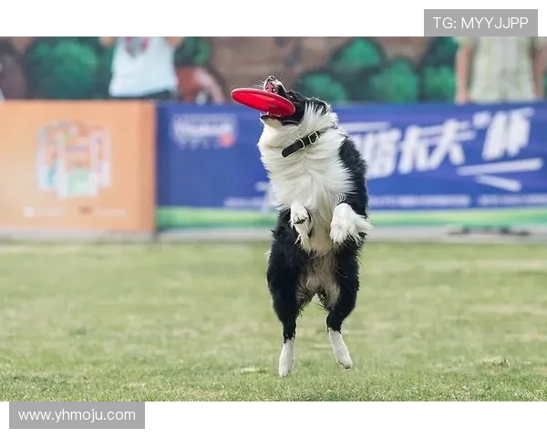 成都飞盘队在极限运动世界杯中的逆袭之路与荣耀时刻